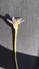 Romulea minutiflora