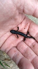 Triturus cristatus