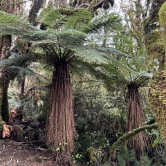 Cyathea smithii