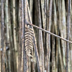 Cyathea smithii