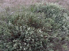 Pimelea glauca