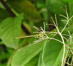 Ceriagrion coromandelianum