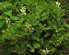 Crotalaria verrucosa