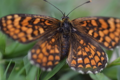 Melitaea