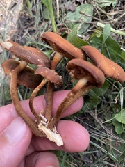 Kuehneromyces mutabilis