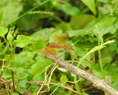 Brachythemis contaminata
