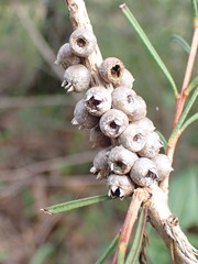 Melaleuca linearis