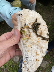 Calcipostia guttulata