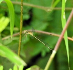 Lestes elatus