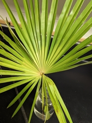 Trachycarpus fortunei