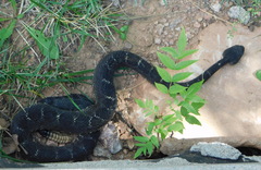 Crotalus cerberus
