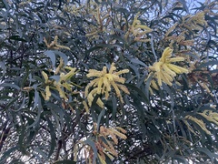 Acacia leiocalyx