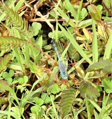 Diplacodes trivialis
