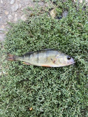 Perca fluviatilis