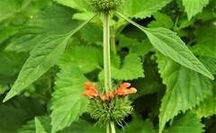 Leonotis nepetifolia