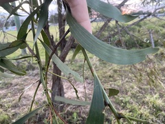Acacia leiocalyx