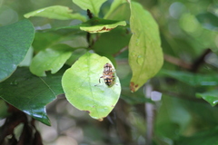 Eristalinus punctulatus