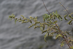 Urtica cannabina