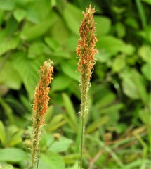Heteropogon contortus