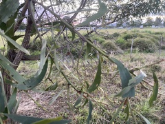 Acacia leiocalyx