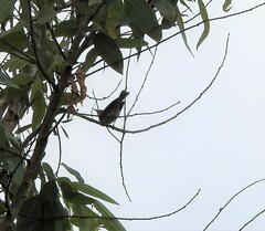Phylloscopus trochiloides