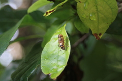 Eristalinus punctulatus