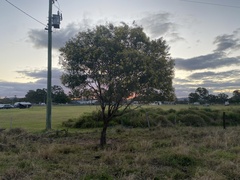 Acacia leiocalyx