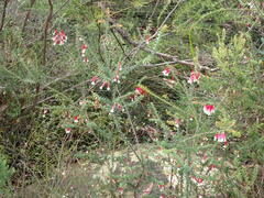Epacris longiflora