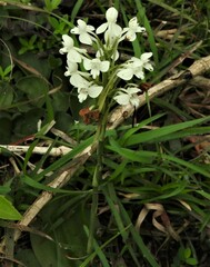 Habenaria roxburghii
