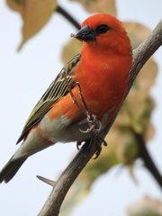 Foudia madagascariensis