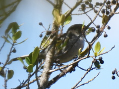 Curruca melanocephala