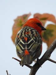 Foudia madagascariensis