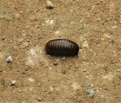 Arthrosphaera
