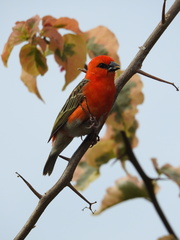 Foudia madagascariensis