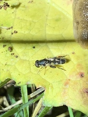 Syritta pipiens