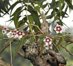 Oxystelma esculentum