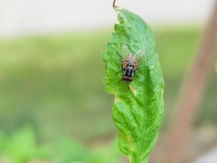 Musca domestica