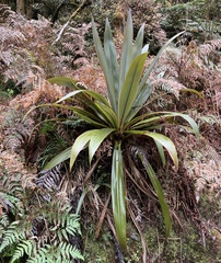 Cordyline indivisa