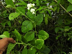 Crotalaria verrucosa
