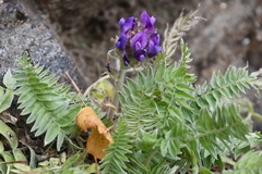 Oxytropis strobilacea