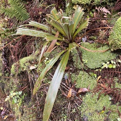 Cordyline indivisa
