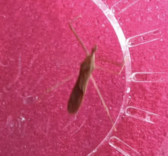 Zelus cervicalis