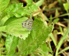 Leptotes plinius