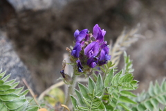 Oxytropis strobilacea