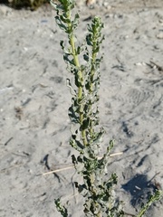 Heterotheca grandiflora
