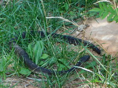 Crotalus cerberus