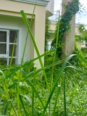 Eleusine indica