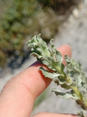 Heterotheca grandiflora