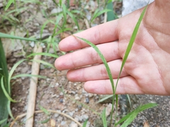Digitaria radicosa