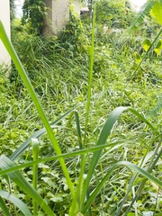Eleusine indica